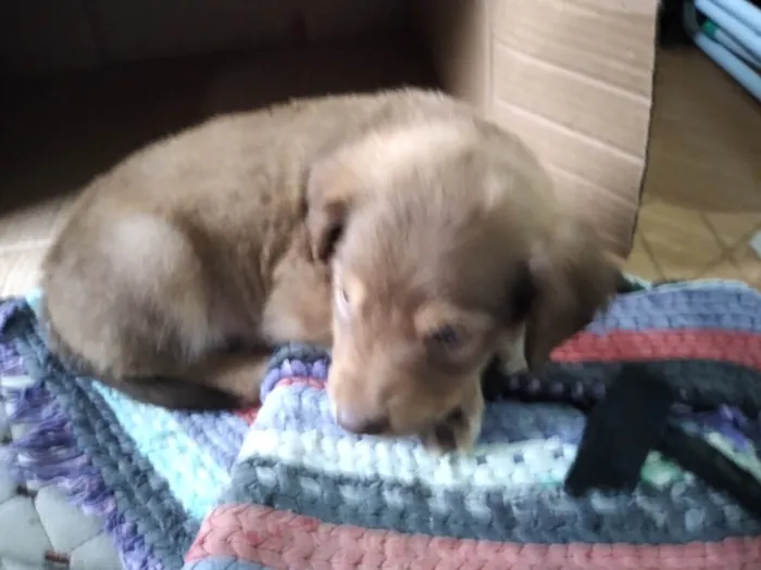 Cachorro ra a SRD-ViraLata idade 2 a 6 meses nome Tobby