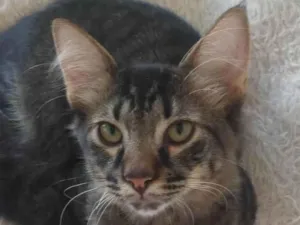 Gato raça SRD-ViraLata idade 2 a 6 meses nome SHREK 