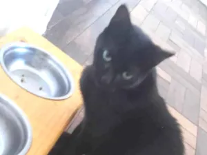 Gato raça SRD-ViraLata idade 7 a 11 meses nome BELAH