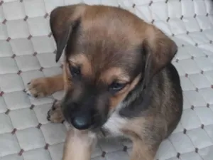 Cachorro raça SRD-ViraLata idade 2 a 6 meses nome Theo