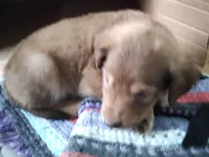 Cachorro raça SRD-ViraLata idade 2 a 6 meses nome Tobby
