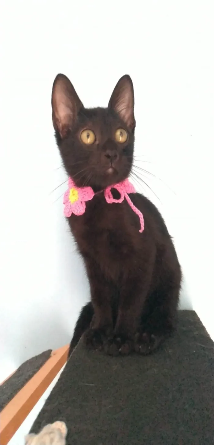 Gato ra a Srd idade  nome Minie