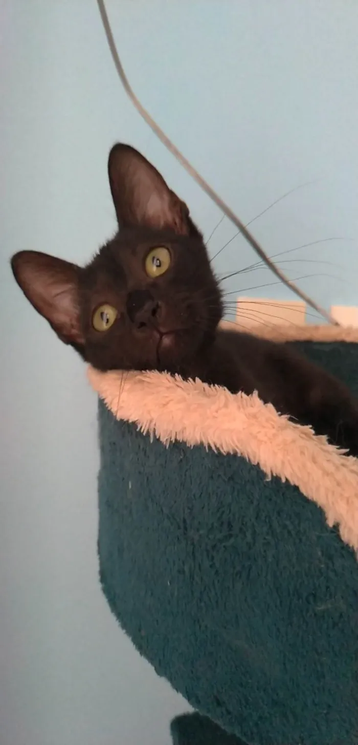 Gato ra a Srd idade  nome Minie