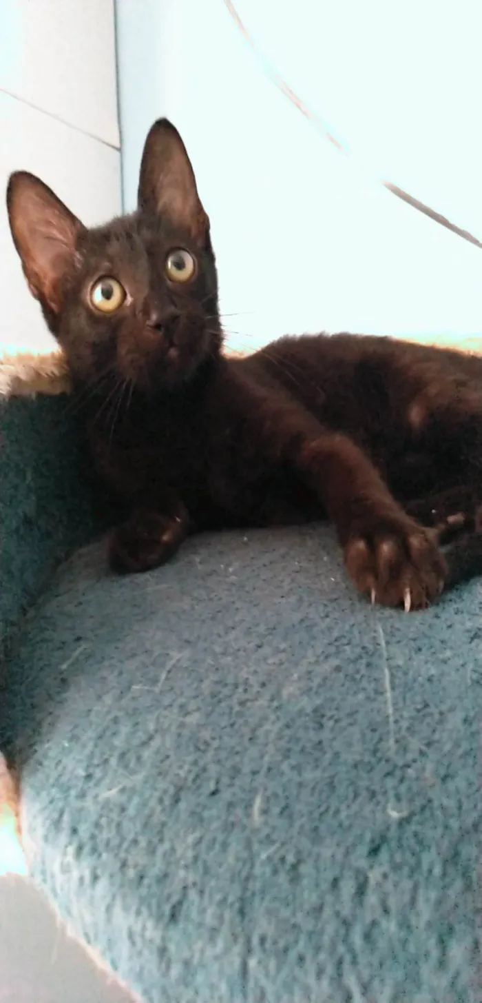 Gato ra a Srd idade  nome Minie