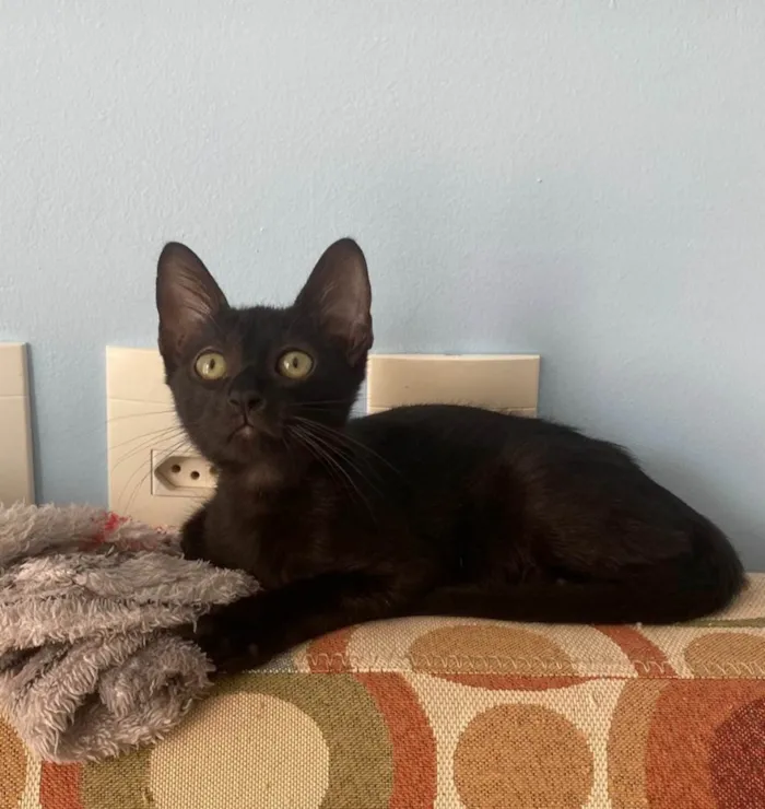 Gato ra a Srd idade  nome Minie