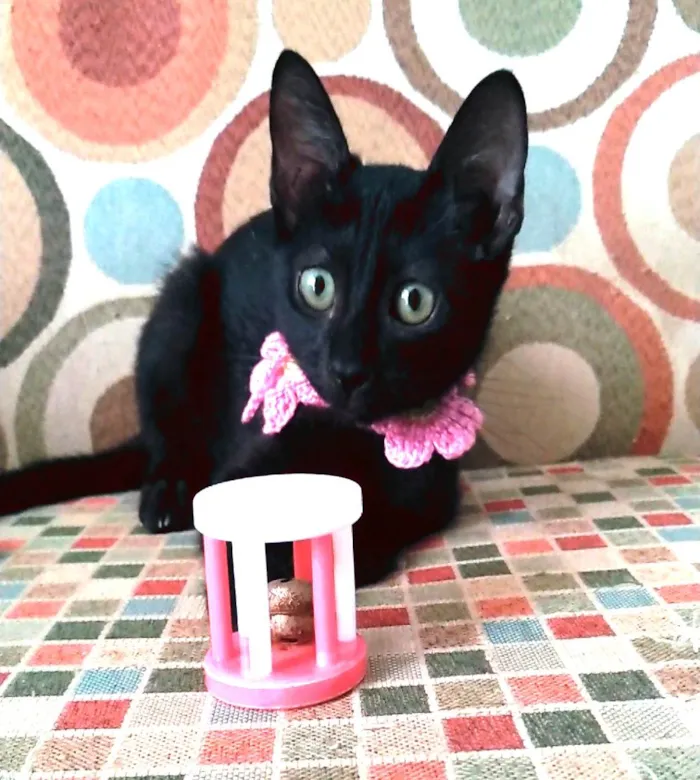 Gato ra a Srd idade  nome Minie