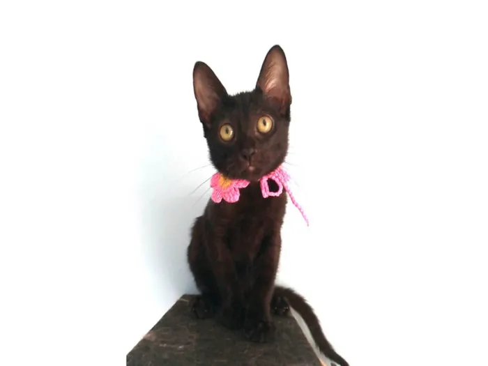 Gato ra a Srd idade  nome Minie