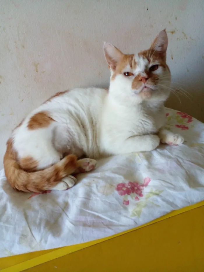 Gato ra a SRD-ViraLata idade 2 anos nome Brady