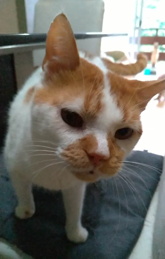 Gato ra a SRD-ViraLata idade 2 anos nome Brady