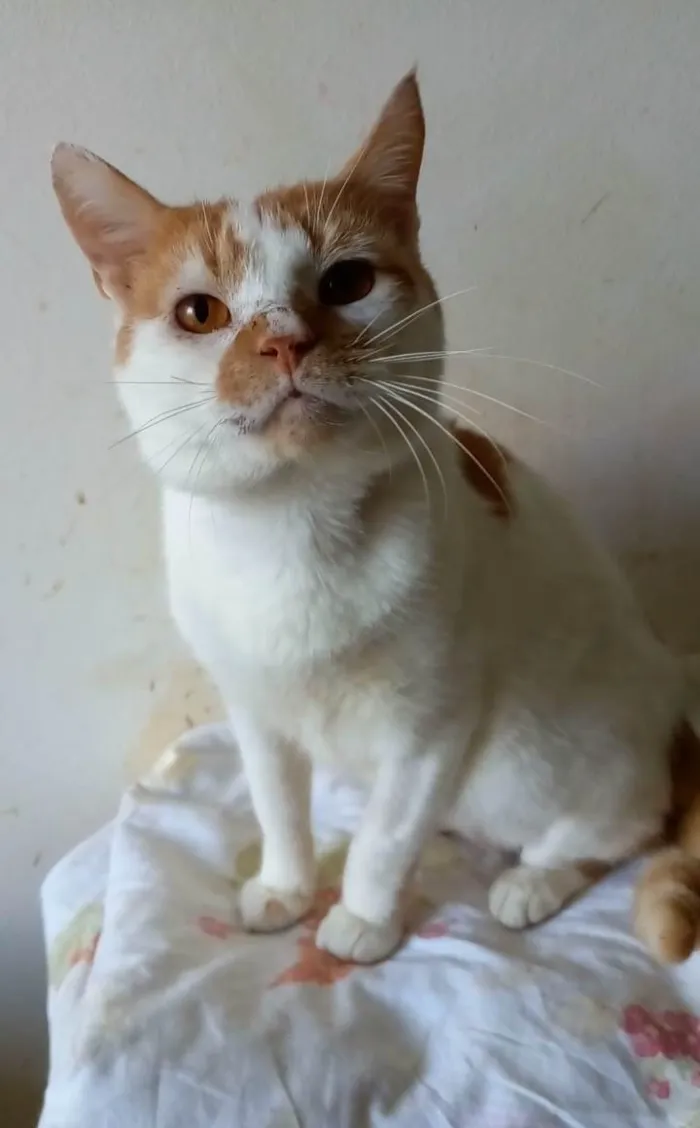 Gato ra a SRD-ViraLata idade 2 anos nome Brady