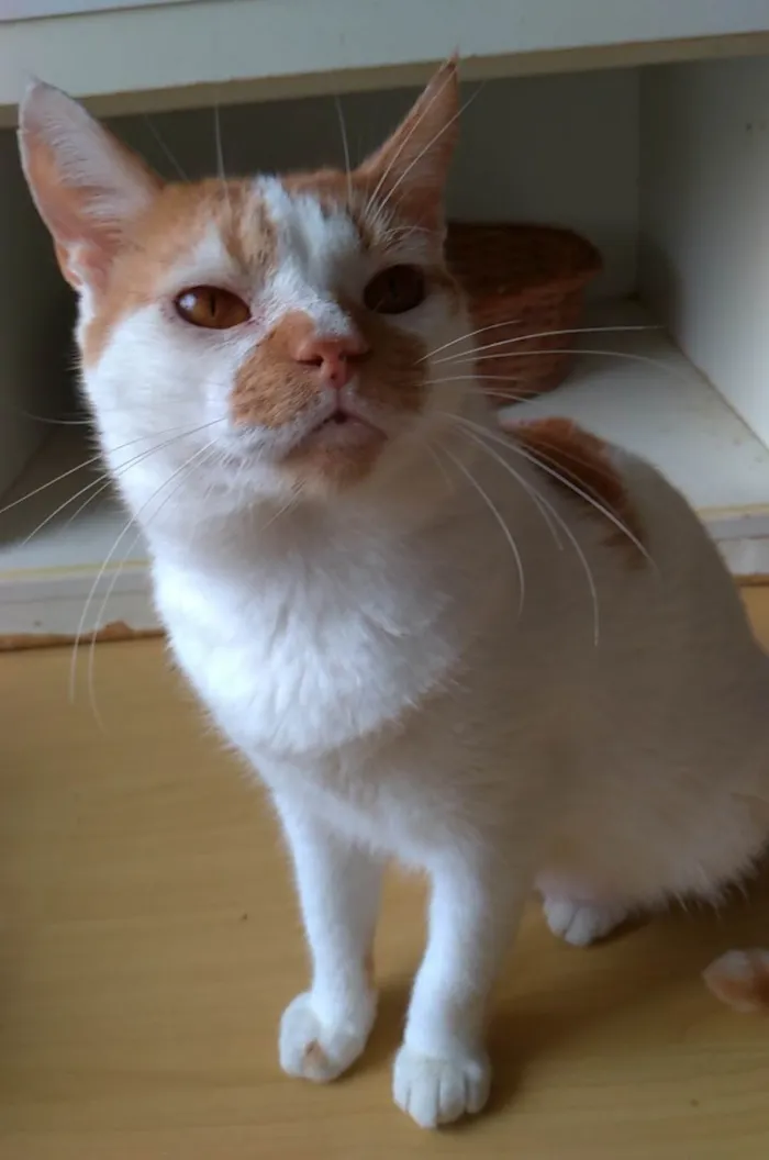 Gato ra a SRD-ViraLata idade 2 anos nome Brady