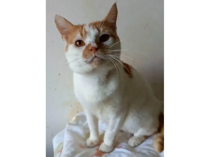 Gato ra a SRD-ViraLata idade 2 anos nome Brady