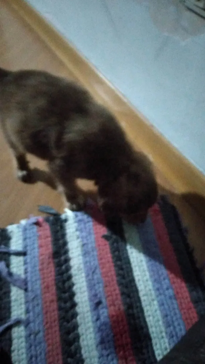 Cachorro ra a SRD-ViraLata idade 2 a 6 meses nome Tobby Theo