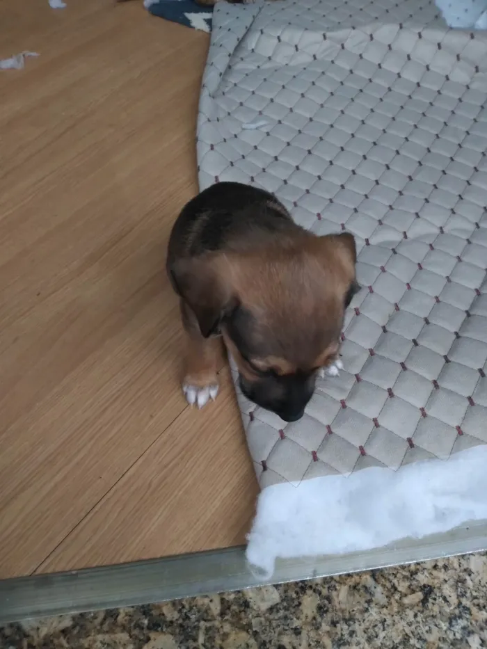 Cachorro ra a SRD-ViraLata idade 2 a 6 meses nome Tobby Theo