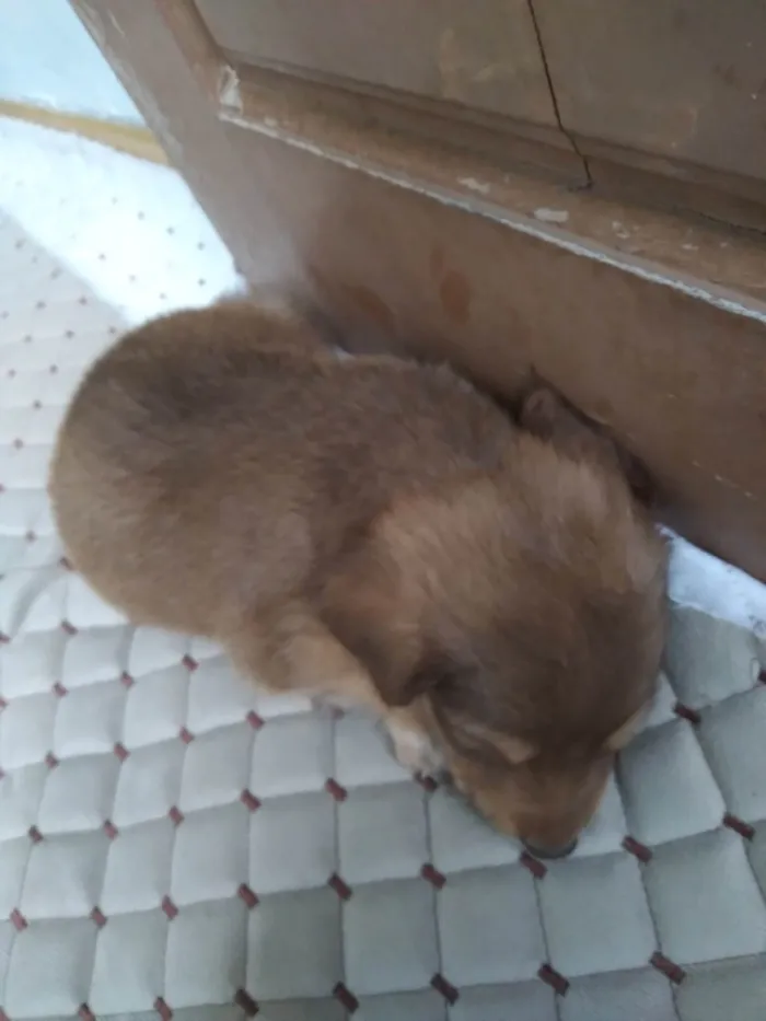 Cachorro ra a SRD-ViraLata idade 2 a 6 meses nome Tobby Theo