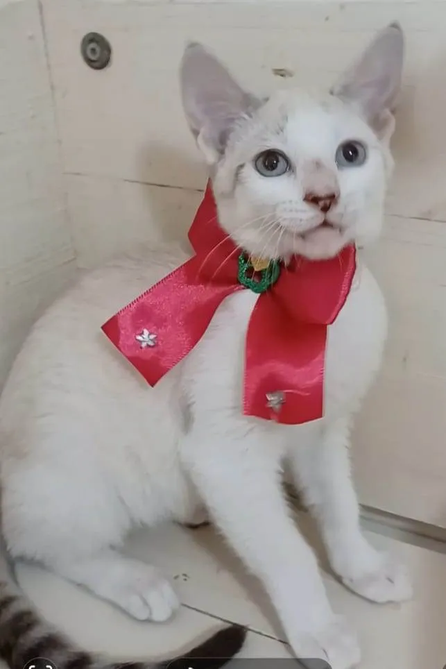 Gato ra a Srd idade 2 a 6 meses nome Shiva