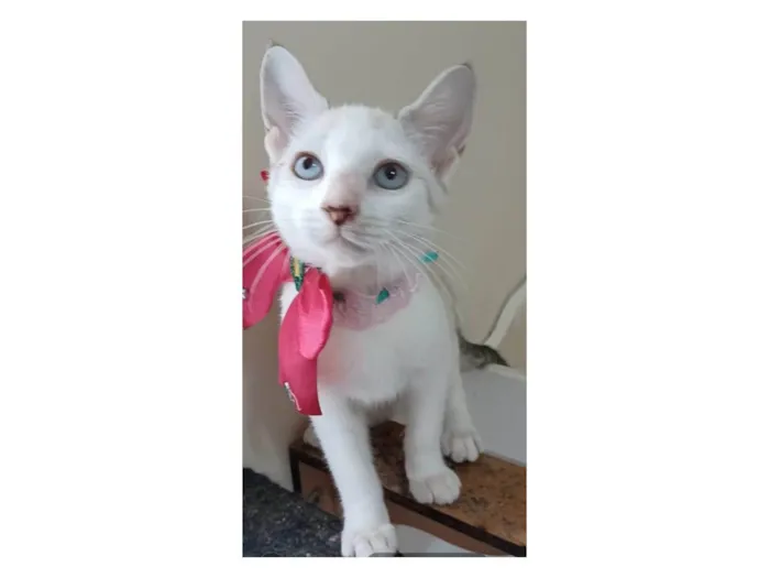 Gato ra a Srd idade 2 a 6 meses nome Shiva