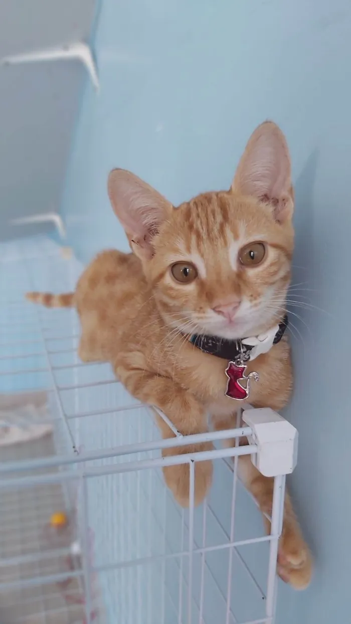 Gato ra a Srd idade 2 a 6 meses nome Mary