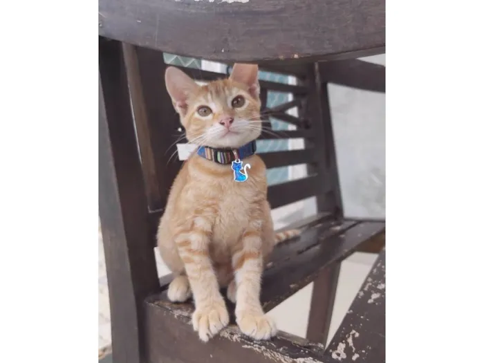 Gato ra a Srd idade 2 a 6 meses nome Mary