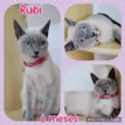 Gato raça Srd idade 7 a 11 meses nome Rubi