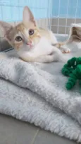 JULIET