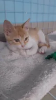 JULIET
