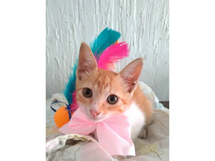 Gato ra a Srd idade 2 a 6 meses nome JULIET 