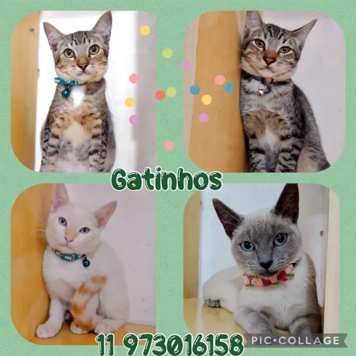 Gato raça Srd idade 2 a 6 meses nome Gatinhos fofos 