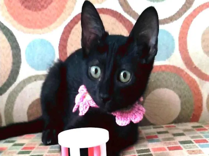 Gato ra a Srd idade  nome Minie