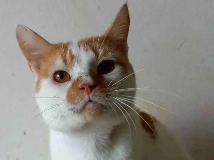 Gato ra a SRD-ViraLata idade 2 anos nome Brady