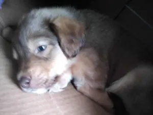 Cachorro raça SRD-ViraLata idade 2 a 6 meses nome Tobby Theo