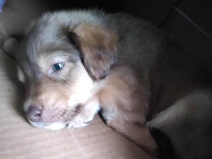 Cachorro ra a SRD-ViraLata idade 2 a 6 meses nome Tobby Theo