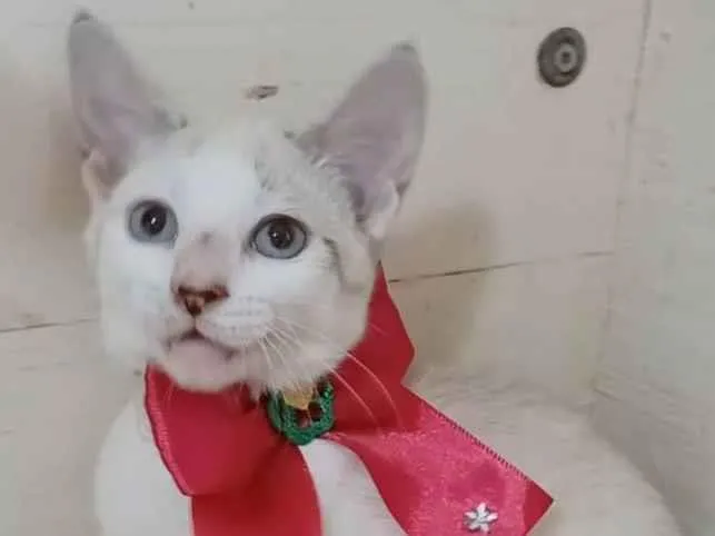 Gato ra a Srd idade 2 a 6 meses nome Shiva