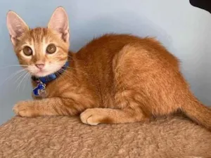 Gato raça Srd idade 2 a 6 meses nome Mary