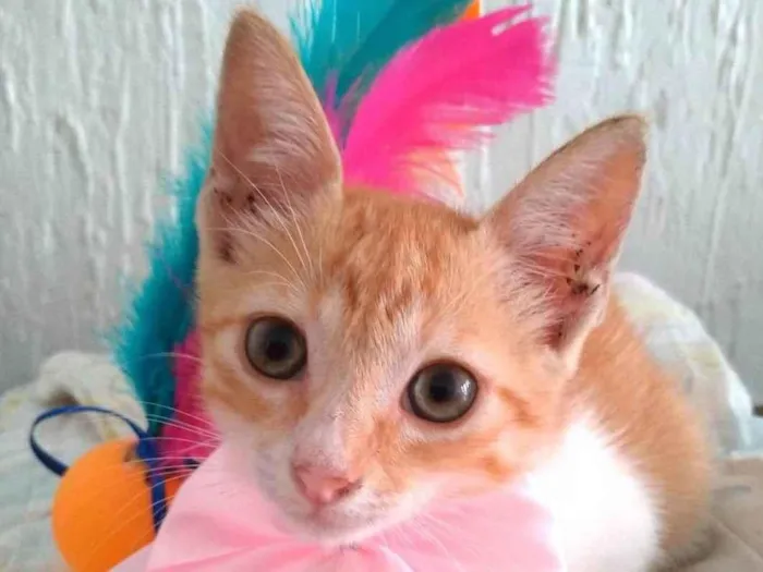 Gato ra a Srd idade 2 a 6 meses nome JULIET 