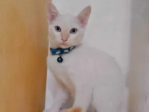 Gato raça Srd idade 2 a 6 meses nome Gatinhos fofos 