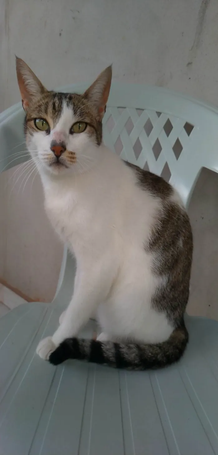 Gato ra a Srd idade 2 anos nome Iris