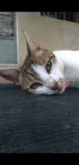 Iris