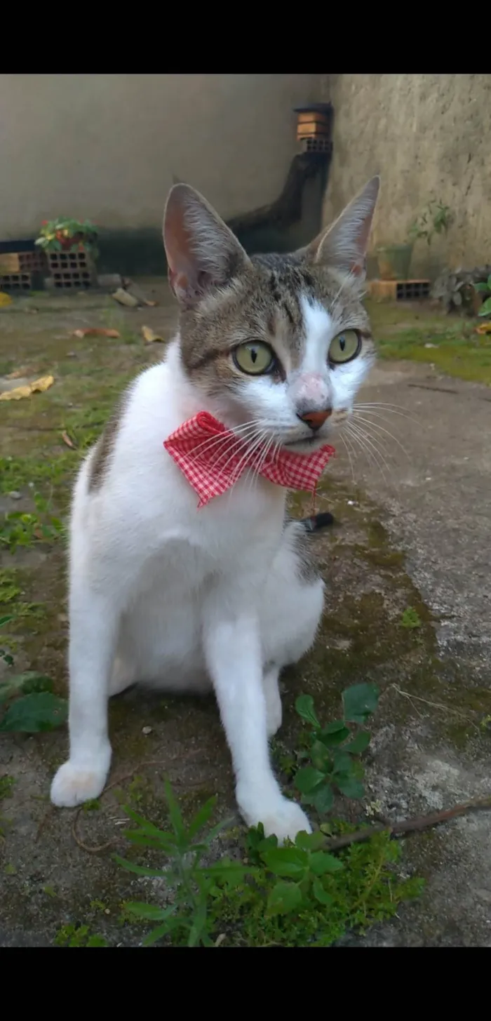 Gato ra a Srd idade 2 anos nome Iris