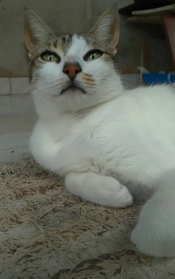Gato ra a Srd idade 2 anos nome Iris