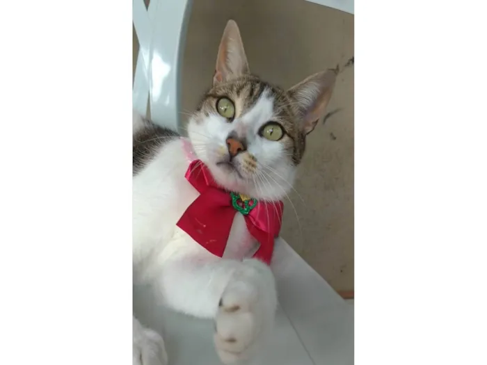 Gato ra a Srd idade 2 anos nome Iris