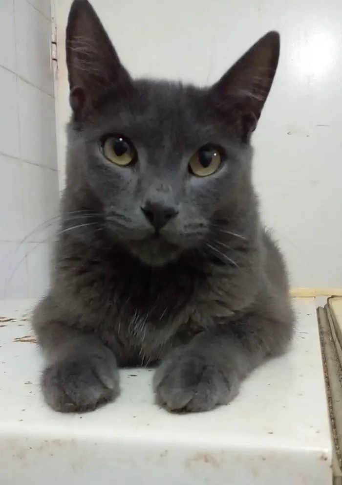 Gato ra a Srd idade 2 anos nome Gary