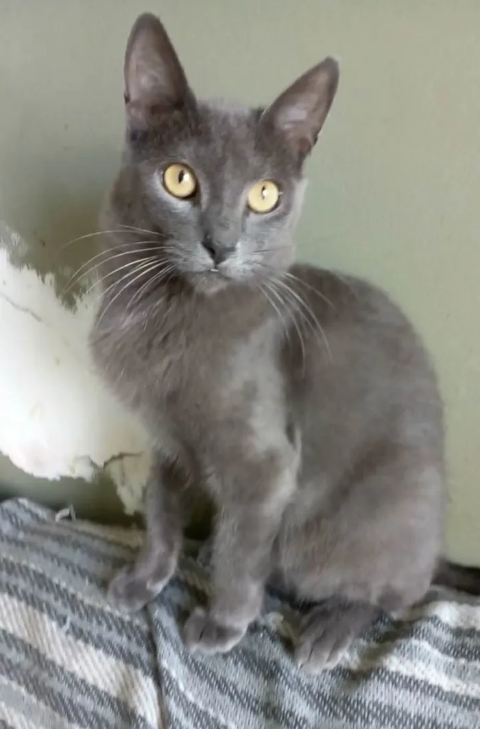 Gato ra a Srd idade 2 anos nome Gary