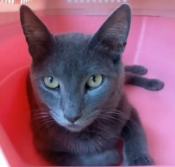 Gato ra a Srd idade 2 anos nome Gary