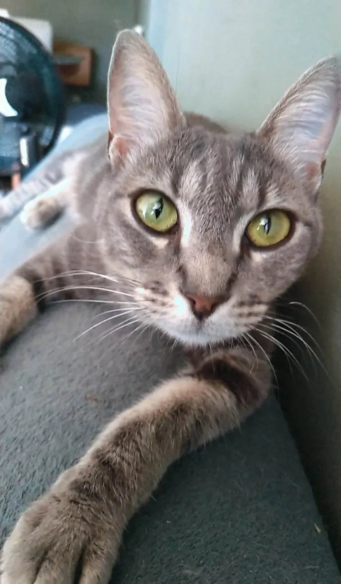 Gato ra a Srd idade 2 anos nome Adelly