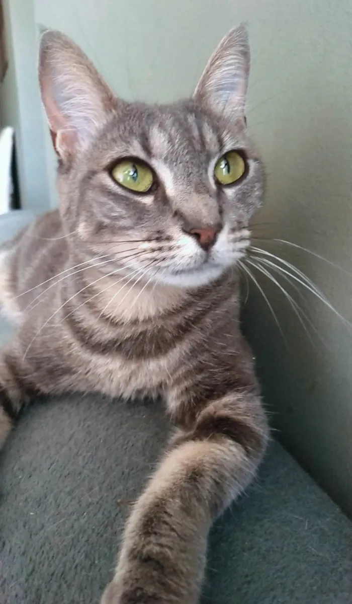 Gato ra a Srd idade 2 anos nome Adelly