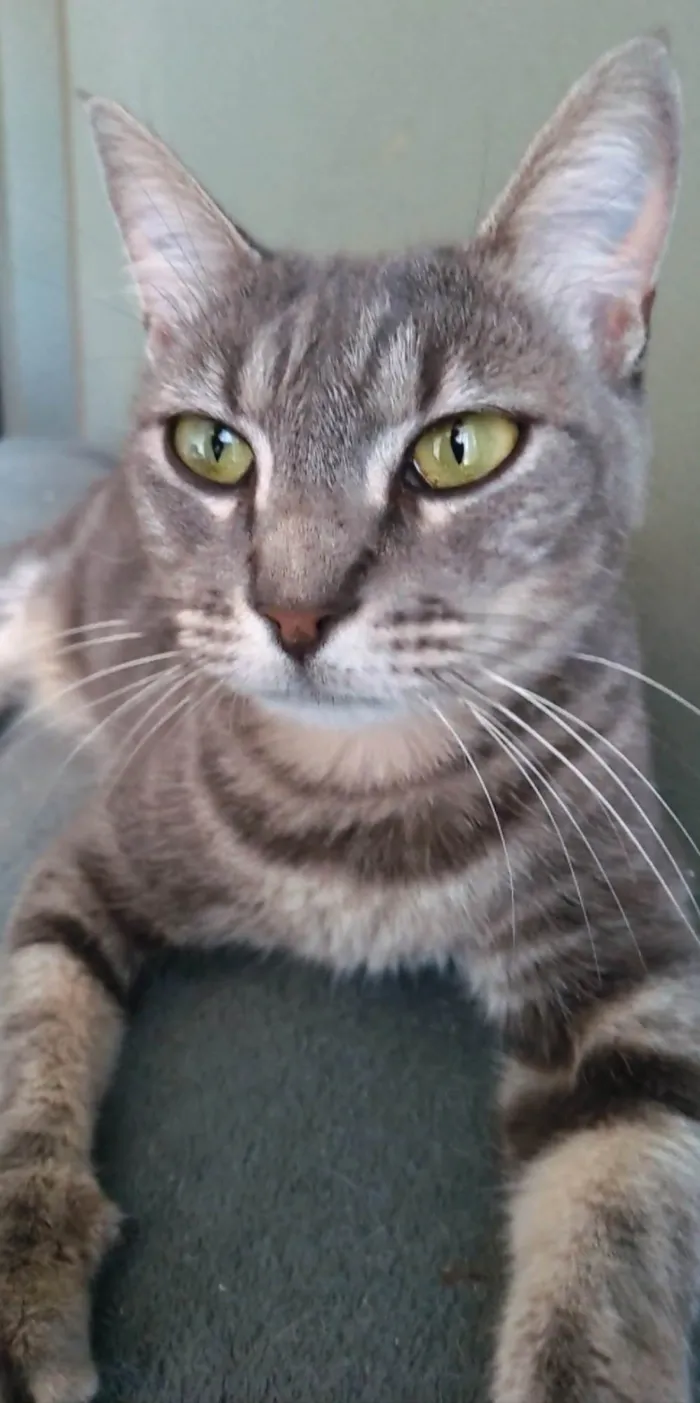 Gato ra a Srd idade 2 anos nome Adelly
