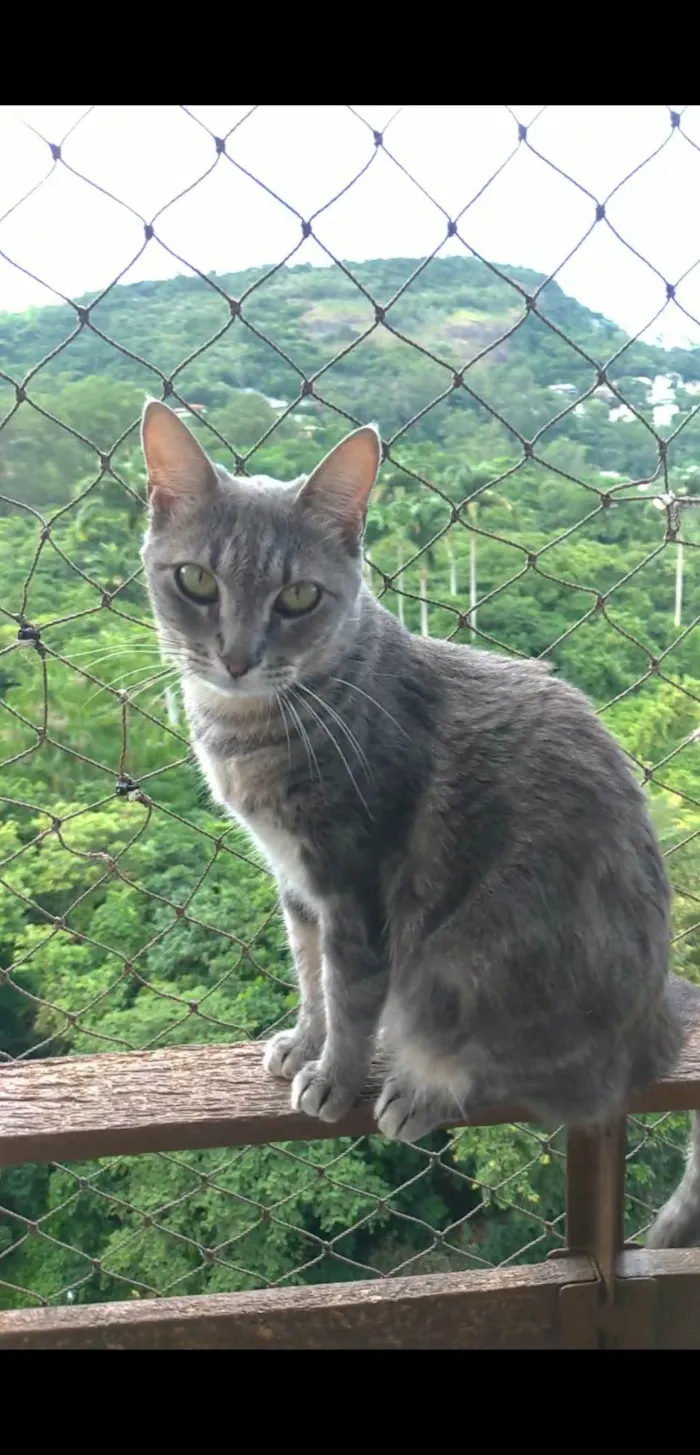 Gato ra a Srd idade 2 anos nome Adelly