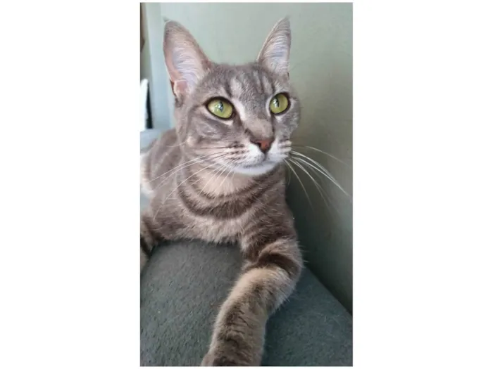 Gato ra a Srd idade 2 anos nome Adelly