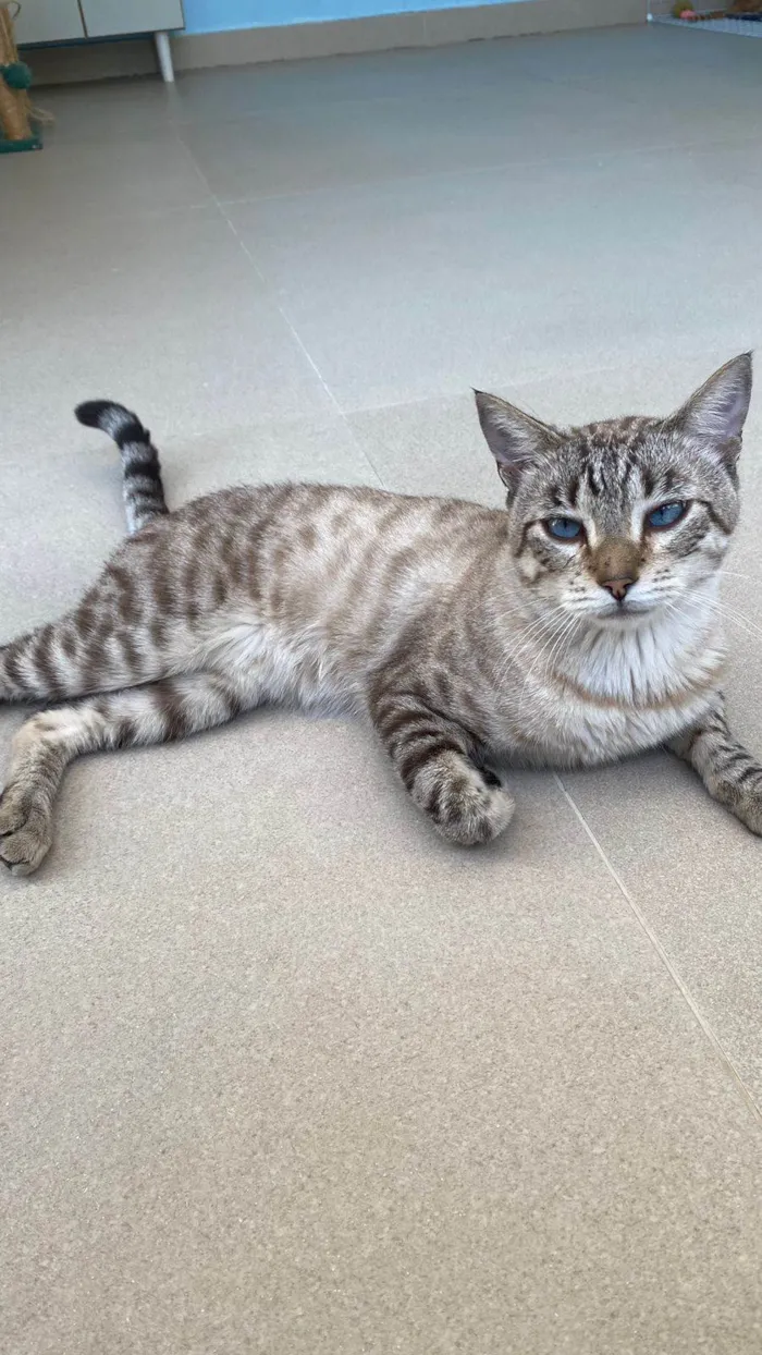 Gato ra a Srd  idade 1 ano nome Teodoro 